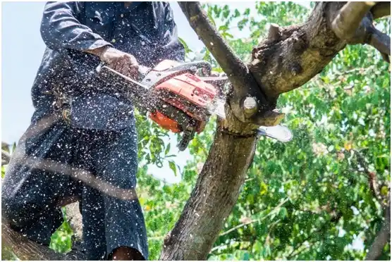 tree services Conneaut Lakeshore